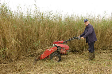 Reed cutting mower
