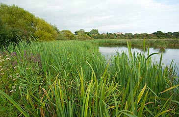 The reedbed habitat picture